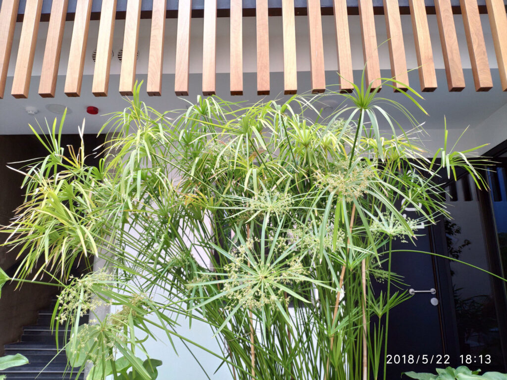 Apartamentos Córdoba Atrium bambu 181308